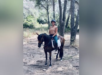 Koń andaluzyjski Mix, Klacz, 5 lat, 155 cm, Gniada
