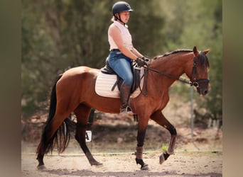 Koń andaluzyjski Mix, Klacz, 5 lat, 155 cm, Jasnogniada