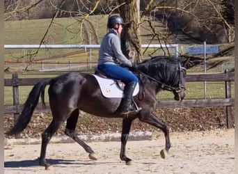 Koń andaluzyjski, Klacz, 5 lat, 155 cm, Kara