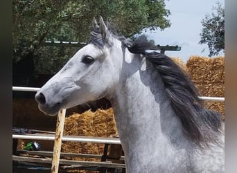 Koń andaluzyjski, Klacz, 5 lat, 155 cm, Siwa jabłkowita