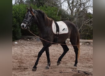 Koń andaluzyjski, Klacz, 5 lat, 155 cm, Siwa