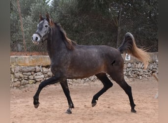 Koń andaluzyjski, Klacz, 5 lat, 155 cm, Siwa