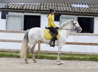 Koń andaluzyjski, Klacz, 5 lat, 155 cm, Stalowosiwy