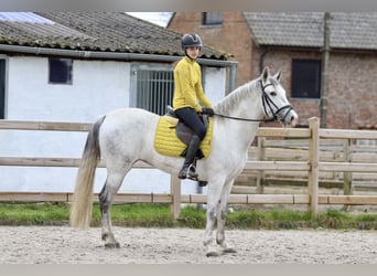 Koń andaluzyjski, Klacz, 5 lat, 155 cm, Stalowosiwy