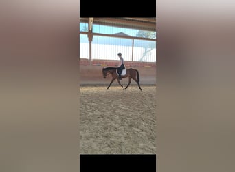 Koń andaluzyjski, Klacz, 5 lat, 156 cm, Gniada