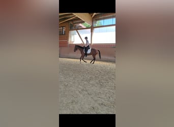Koń andaluzyjski, Klacz, 5 lat, 156 cm, Gniada