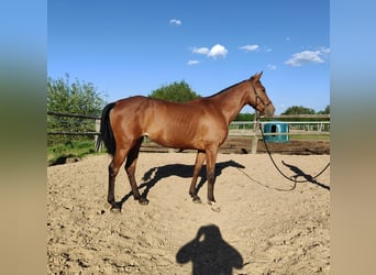 Koń andaluzyjski, Klacz, 5 lat, 157 cm, Gniada