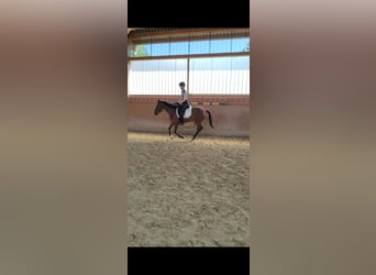Koń andaluzyjski, Klacz, 5 lat, 157 cm, Gniada