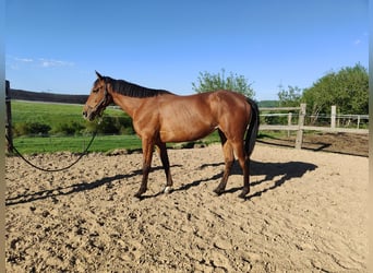Koń andaluzyjski, Klacz, 5 lat, 157 cm, Gniada