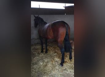 Koń andaluzyjski, Klacz, 5 lat, 157 cm, Gniada
