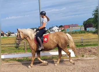 Koń andaluzyjski Mix, Klacz, 5 lat, 157 cm, Izabelowata
