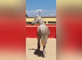 Koń andaluzyjski, Klacz, 5 lat, 157 cm, Siwa
