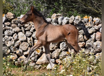 Koń andaluzyjski, Klacz, 5 lat, 158 cm, Kara