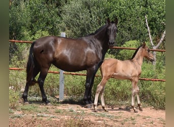 Koń andaluzyjski, Klacz, 5 lat, 158 cm, Kara