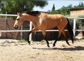 Koń andaluzyjski, Klacz, 5 lat, 159 cm, Bułana
