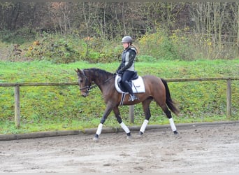 Koń andaluzyjski, Klacz, 5 lat, 160 cm, Gniada