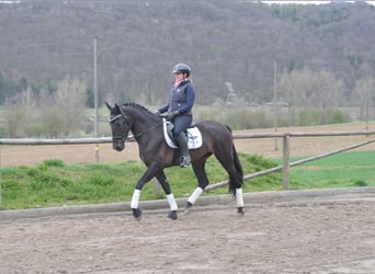 Koń andaluzyjski, Klacz, 5 lat, 160 cm, Kara