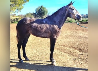 Koń andaluzyjski, Klacz, 5 lat, 160 cm, Siwa jabłkowita