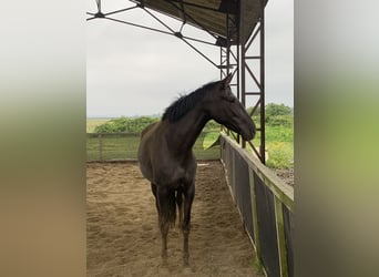 Koń andaluzyjski, Klacz, 5 lat, 162 cm, Kara
