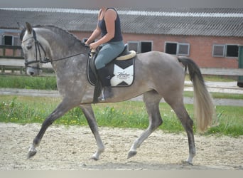 Koń andaluzyjski, Klacz, 5 lat, 162 cm, Siwa
