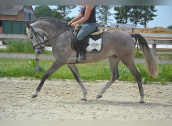 Koń andaluzyjski, Klacz, 5 lat, 162 cm, Siwa