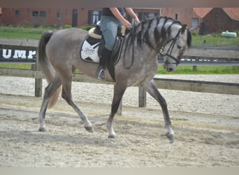 Koń andaluzyjski, Klacz, 5 lat, 162 cm, Siwa