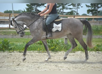 Koń andaluzyjski, Klacz, 5 lat, 162 cm, Siwa