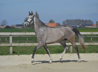 Koń andaluzyjski, Klacz, 5 lat, 162 cm, Siwa