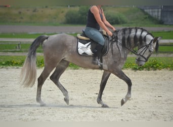 Koń andaluzyjski, Klacz, 5 lat, 162 cm, Siwa
