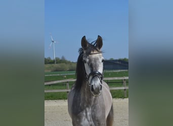 Koń andaluzyjski, Klacz, 5 lat, 162 cm, Siwa