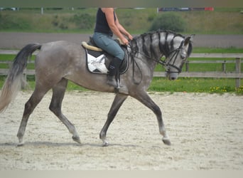 Koń andaluzyjski, Klacz, 5 lat, 162 cm, Siwa