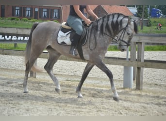 Koń andaluzyjski, Klacz, 5 lat, 162 cm, Siwa