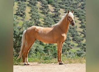 Koń andaluzyjski, Klacz, 5 lat, 163 cm, Izabelowata