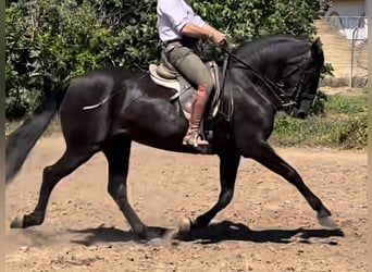 Koń andaluzyjski, Klacz, 5 lat, 163 cm, Kara
