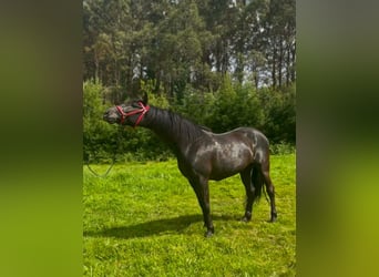 Koń andaluzyjski, Klacz, 5 lat, 163 cm, Kara
