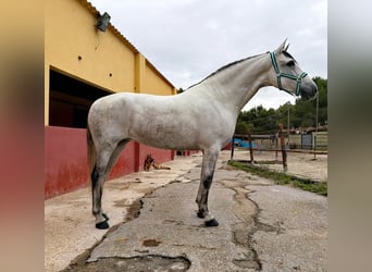 Koń andaluzyjski, Klacz, 5 lat, 163 cm, Siwa