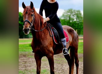 Koń andaluzyjski, Klacz, 5 lat, 164 cm, Ciemnokasztanowata