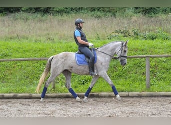 Koń andaluzyjski, Klacz, 5 lat, 164 cm, Siwa