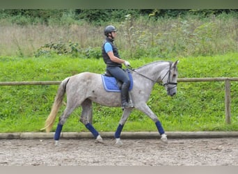 Koń andaluzyjski, Klacz, 5 lat, 164 cm, Siwa