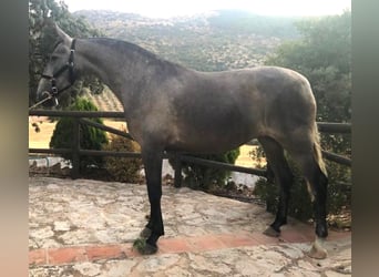 Koń andaluzyjski, Klacz, 5 lat, 165 cm, Siwa