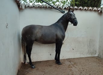 Koń andaluzyjski, Klacz, 5 lat, 165 cm, Siwa