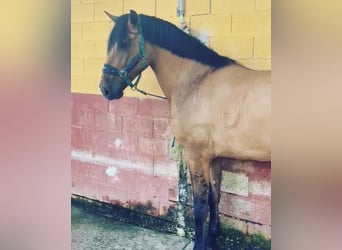 Koń andaluzyjski Mix, Klacz, 5 lat, 173 cm, Bułana