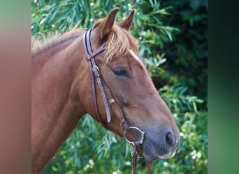 Koń andaluzyjski, Klacz, 6 lat, 144 cm, Kasztanowata
