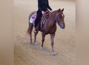 Koń andaluzyjski, Klacz, 6 lat, 144 cm, Kasztanowata