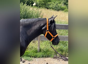 Koń andaluzyjski Mix, Klacz, 6 lat, 148 cm, Kara