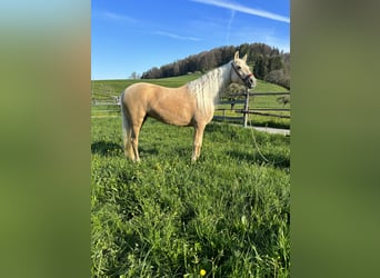 Koń andaluzyjski, Klacz, 6 lat, 150 cm, Izabelowata