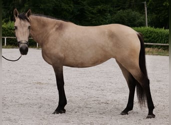 Koń andaluzyjski, Klacz, 6 lat, 153 cm, Bułana