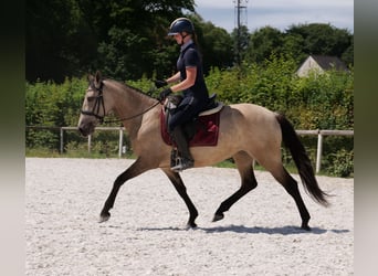 Koń andaluzyjski, Klacz, 6 lat, 153 cm, Bułana