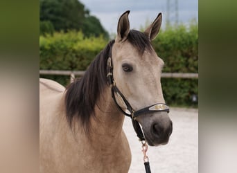 Koń andaluzyjski, Klacz, 6 lat, 153 cm, Bułana