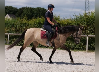Koń andaluzyjski, Klacz, 6 lat, 153 cm, Bułana